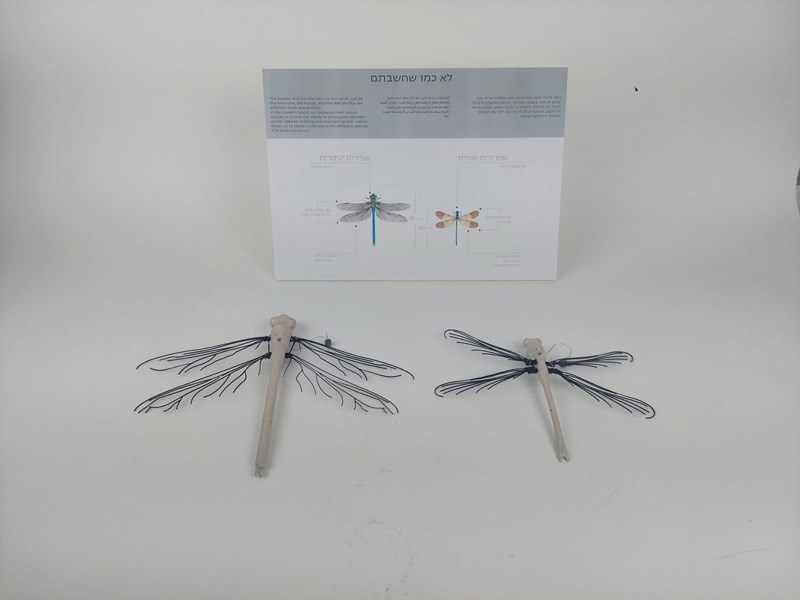 David Tabasky , Shirel Wagensberg